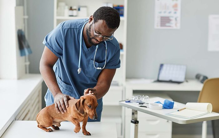 veterinarian examining small dog