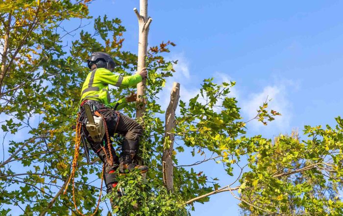 Tree Services SEO |Allegiant Digital Marketing™