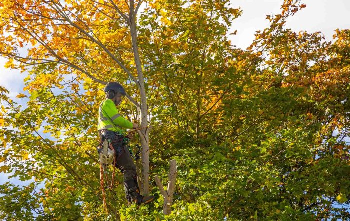 Tree Services Marketing | Allegiant Digital Marketing™