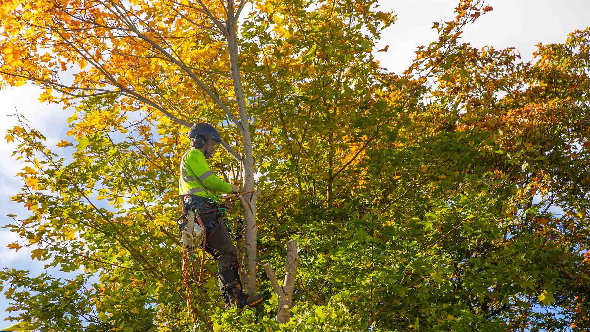 Tree Services Marketing | Allegiant Digital Marketing™
