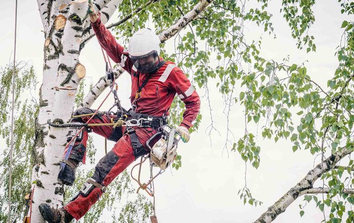 Tree Services PPC | Allegiant Digital Marketing™